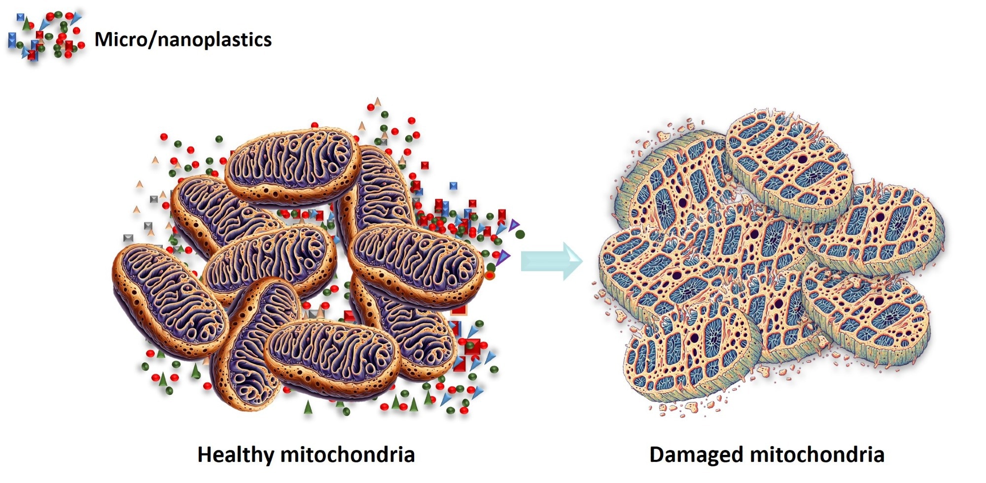 Study shows the negative impact of microplastics and nanoplastics on human health