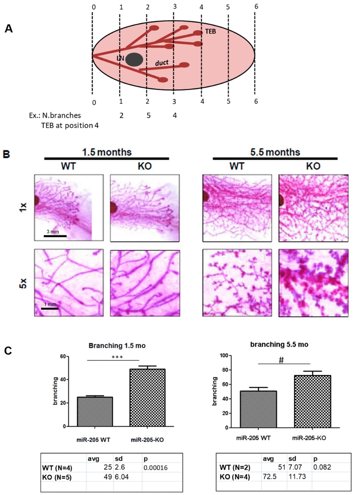 Genetic loss of miR-205 induces increased mammary gland branching. Mammary glands from 6-week (left panels) and 5.5-month (right panels)-old female mice (WT and miR-205 KO) have been evaluated. Scheme of quantification method, according to the protocol reported by Goel HL et al.; Development, 2011 (please see Materials and Methods for details), is shown in the image in (A) (LN= lymph node;