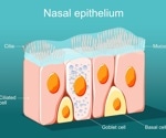 Study highlights how age affects nasal cell response to SARS-CoV-2
