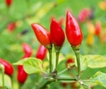 Piquin chili's health benefits spotlighted due to high antioxidant content