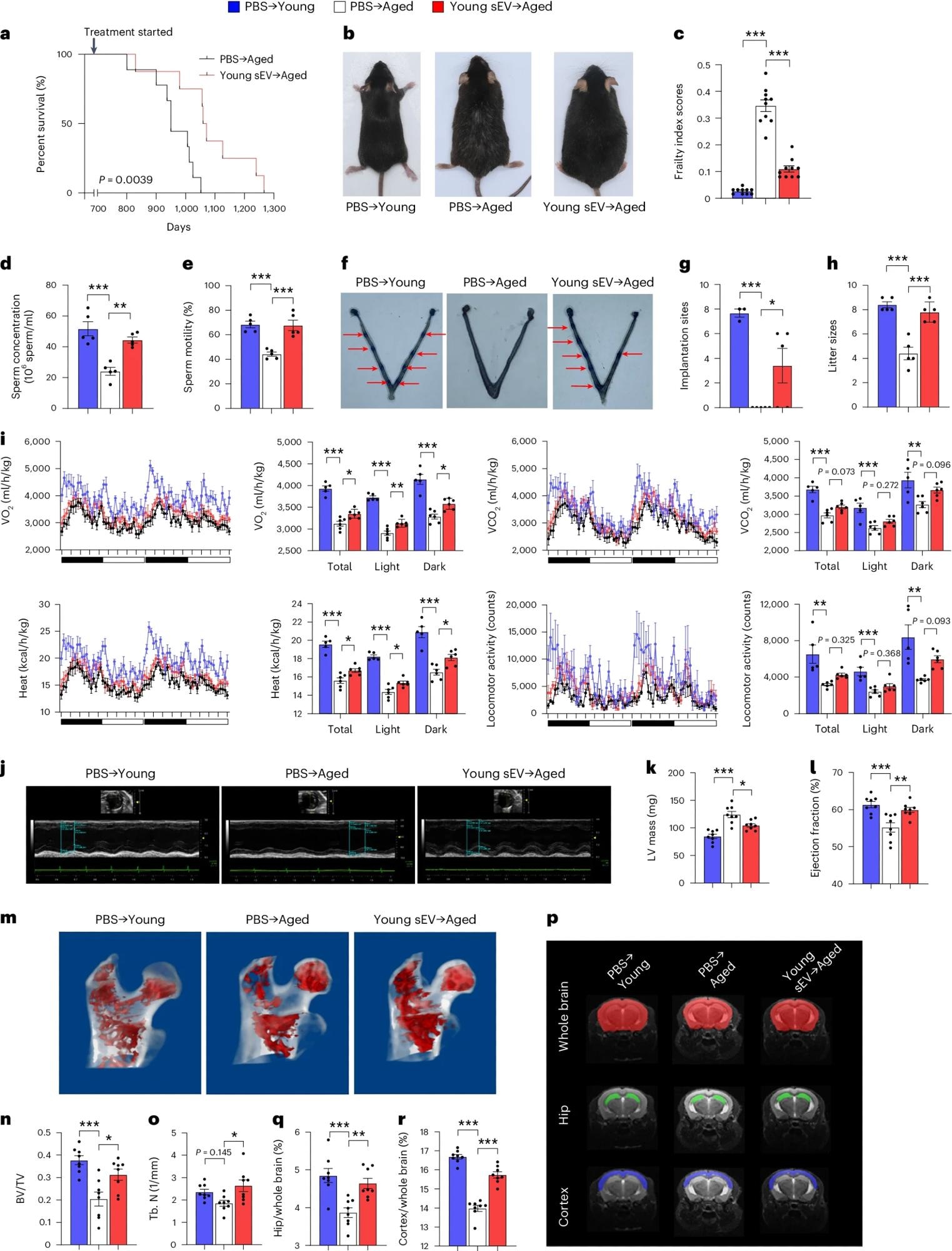 Aged male mice (20 months) were intravenously injected with 200 μl of PBS or young sEVs (2 months) once a week, and they were monitored to determine either the survival time or whole-body physiology. Young male mice (2 months) were simultaneously injected with PBS to serve as a control group. a, Kaplan–Meier survival curves in each group (n = 8–9). b, Representative images of mice in each group after 7 months of treatment. c, Mean frailty index scores in each group after 4 months of treatment (n = 10). d,e, Sperm counts and motility in each group (n = 5). f,g, The number of implantation sites visible as blue bands in the uterus of female mice that were mated with the male mice from each group. Representative images (red arrows indicate implantation sites) and quantitative data (n = 3 for PBS → Young; n = 5 for else) are shown. h, The number of offspring sired by the male mice in each group (n = 5). i, Indirect calorimetry measurements of O2 consumption, CO2 release, heat production and locomotor activity in each group (n = 5 for PBS → Young; n = 6 for else). j–l, Echocardiographic measurements of cardiac dimensions and indices of cardiac function in each group. Representative M-mode echocardiographs and quantitative values of LV mass and EF (n = 8) are shown. m–o, Micro-CT analysis of the trabecular microarchitecture of the proximal femur in each group. Representative 3D images of the proximal femur and quantitative values of BV/TV and Tb.N (n = 8) are shown. p–r, MRI-based morphometric analyses of the hippocampus and cortex in each group. A representative MRI scan of a slice is shown, and the volume ratios (hippocampus/whole brain and cortex/whole brain) were calculated (n = 8). Significance was determined using the log-rank test in a and using one-way ANOVA followed by Dunnett’s multiple comparison test in c–e, g–i, k, l, n, o, q and r. *P < 0.05, **P < 0.01 and ***P < 0.005.