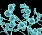 Researchers review current evidence on Candida auris, an emerging multidrug-resistant yeast