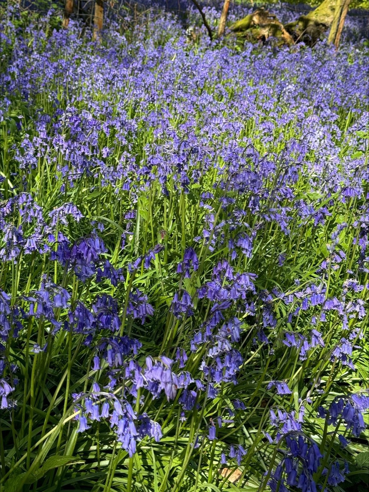 Sunshine and Steps for a Cause: Bedfont® Scientific’s Team Raise Vital Funds at Heart of Kent Hospice’s Bluebell Walk 2024.