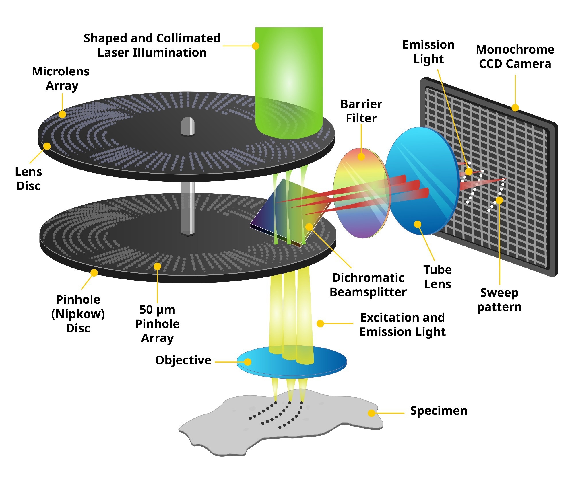 Spinning Disk Confocal Microscopy