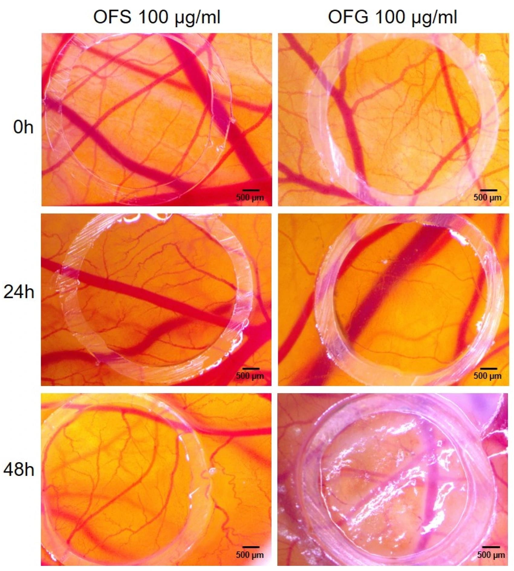 Stereomicroscopic images of OFS and OFG effects on CAM assay. Images were taken initially at 0, 24, and 48 h post-treatment.