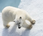 Bird flu virus detected in Alaskan polar bear