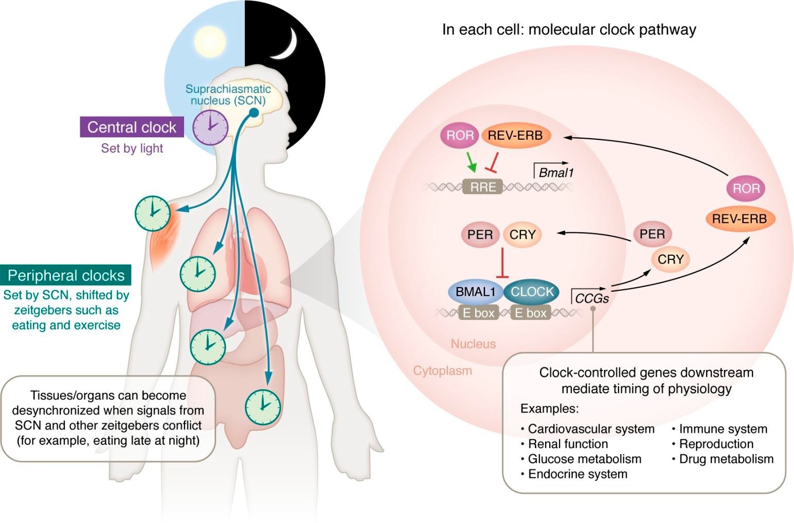 Circadian control of molecular core clock gene signaling and physiologic regulation. The central, peripheral, and molecular clocks and the physiological processes under circadian control. The circadian clock (purple) in the suprachiasmatic nucleus (SCN) of the brain sets peripheral clocks in individual organs and tissue types (light green) via signals including circulating hormones, metabolites, the sympathetic nervous system, and body temperature. Within the cells of the SCN and each organ/tissue type, each cell contains transcription-translation feedback loops, the molecular clocks that drive circadian rhythms. These molecular clocks regulate the transcription of thousands of CCGs and direct the daily oscillatory expression of thousands of COGs and additional transcription factors that mediate the timing of myriad physiological processes as represented in the molecular clock pathway within cells. Study: Circadian disruption, clock genes, and metabolic health.