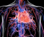Engineered human cardiac tissue reveals how lupus autoantibodies damage the heart