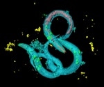 Scientists discover how a gut insulin antagonist controls fat loss in C. elegans by modulating brain signals