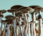 High-dose psilocybin shows promise for depression treatment