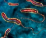 Genetic factors that make the bacteria behind cholera so dangerous uncovered