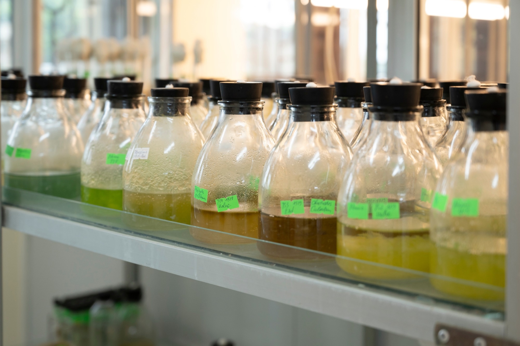 Study: Phytoene and Phytoene-Rich Microalgae Extracts Extend Lifespan in C. elegans and Protect against Amyloid-β Toxicity in an Alzheimer’s Disease Model. Image Credit: Nguyen Anh Mai/Shutterstock.com