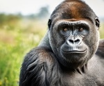 Great ape museum specimens reveal secrets of DNA virus evolution