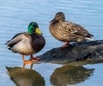 From ducks to detection: Revolutionizing surveillance in the fight against HPAI