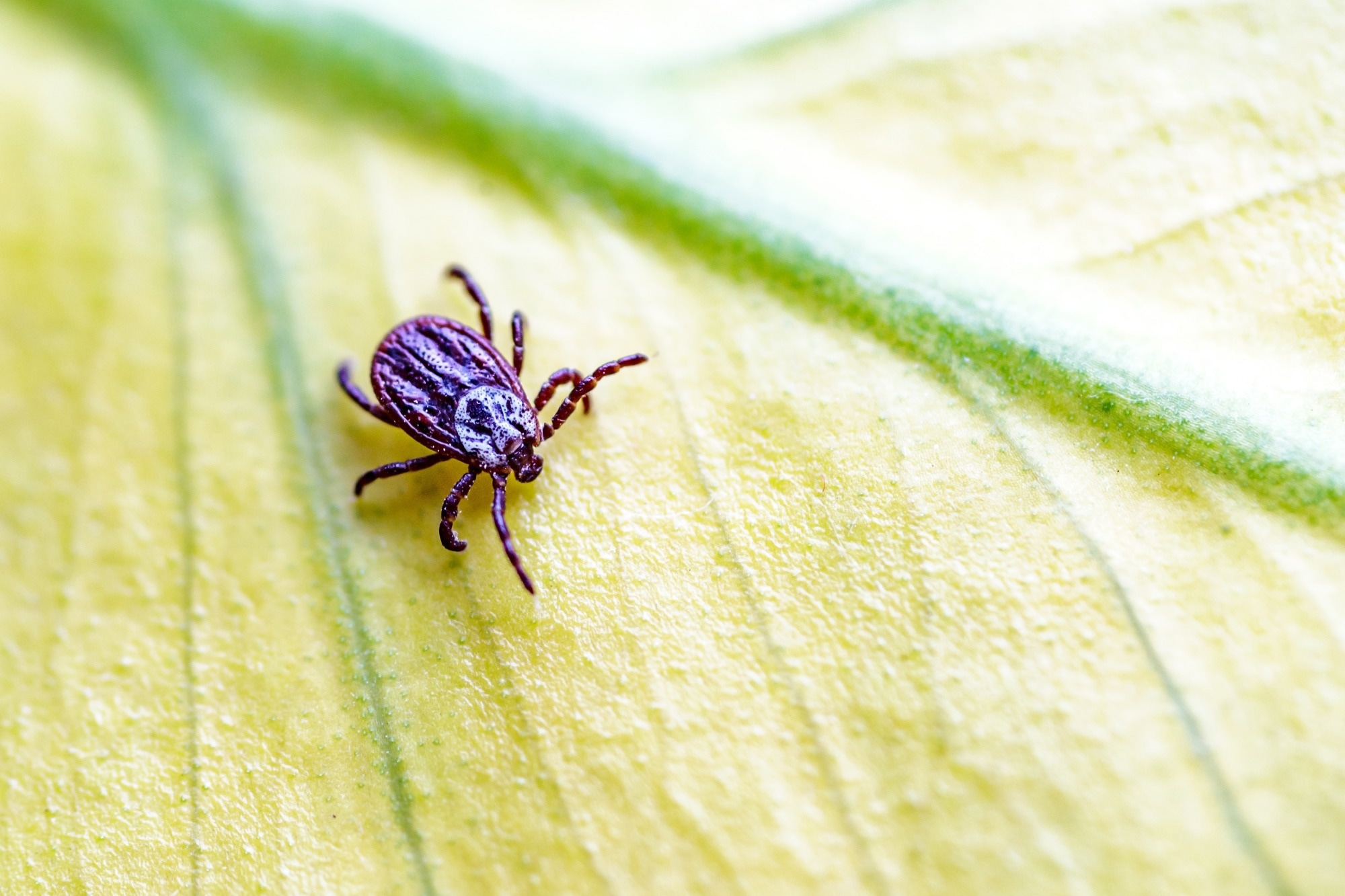 Study: Tick-borne encephalitis: from tick surveillance to the first confirmed human cases, the United Kingdom, 2015 to 2023. Image Credit: Bukhta Yurii / Shutterstock