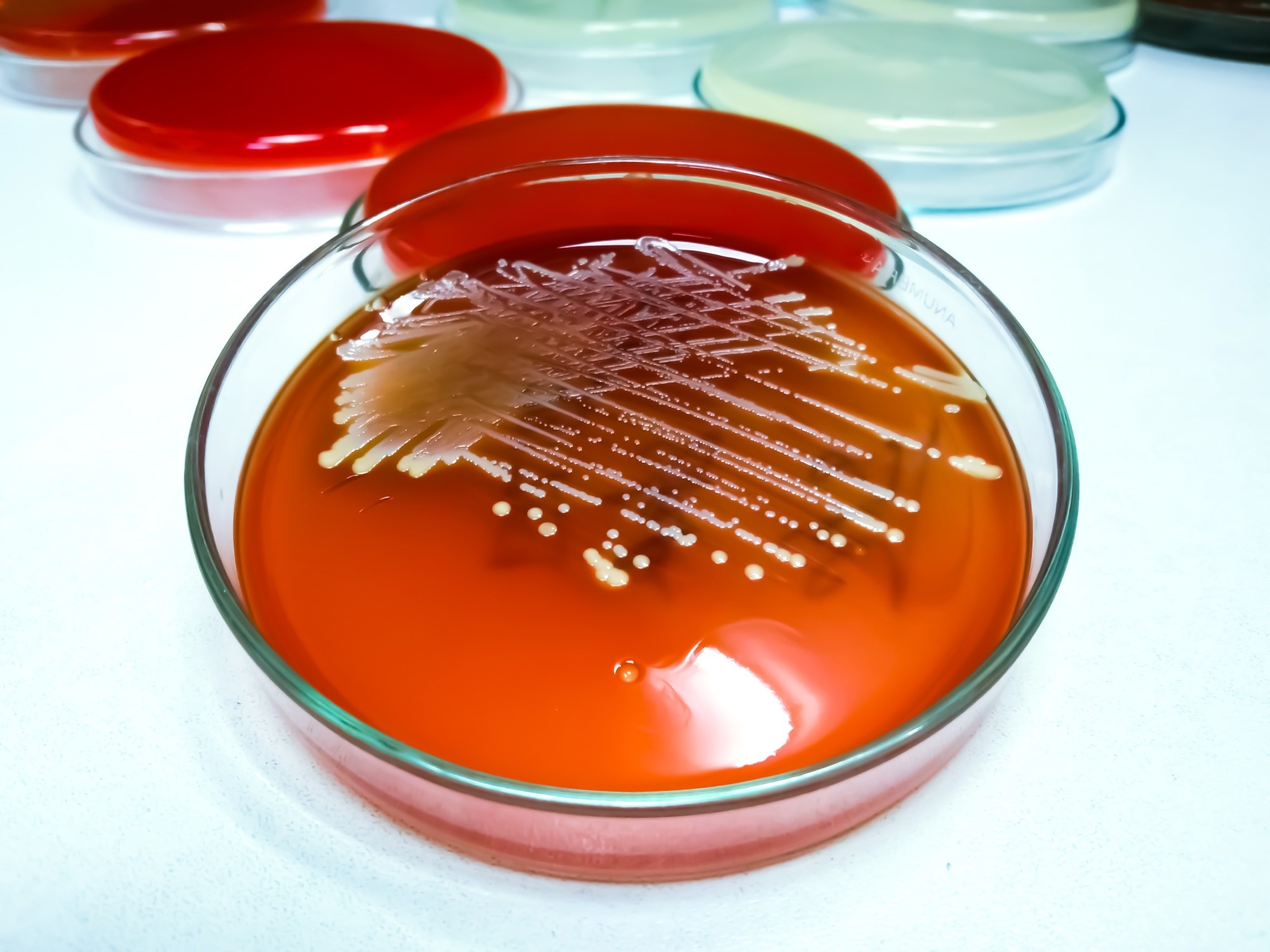 Staphylococcus aureus: Gram-positive, to Gram-variable, nonmotile, Coccus, beta hemolysis, saprotrophic bacterium.