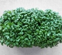 Microgreens outshine mature vegetables: Study finds higher antioxidants and bioactive compounds