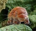 What can bears, tardigrades, and worms teach us about surviving deep space?