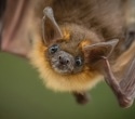 Discovery of new bat flu strain with potential to infect other species
