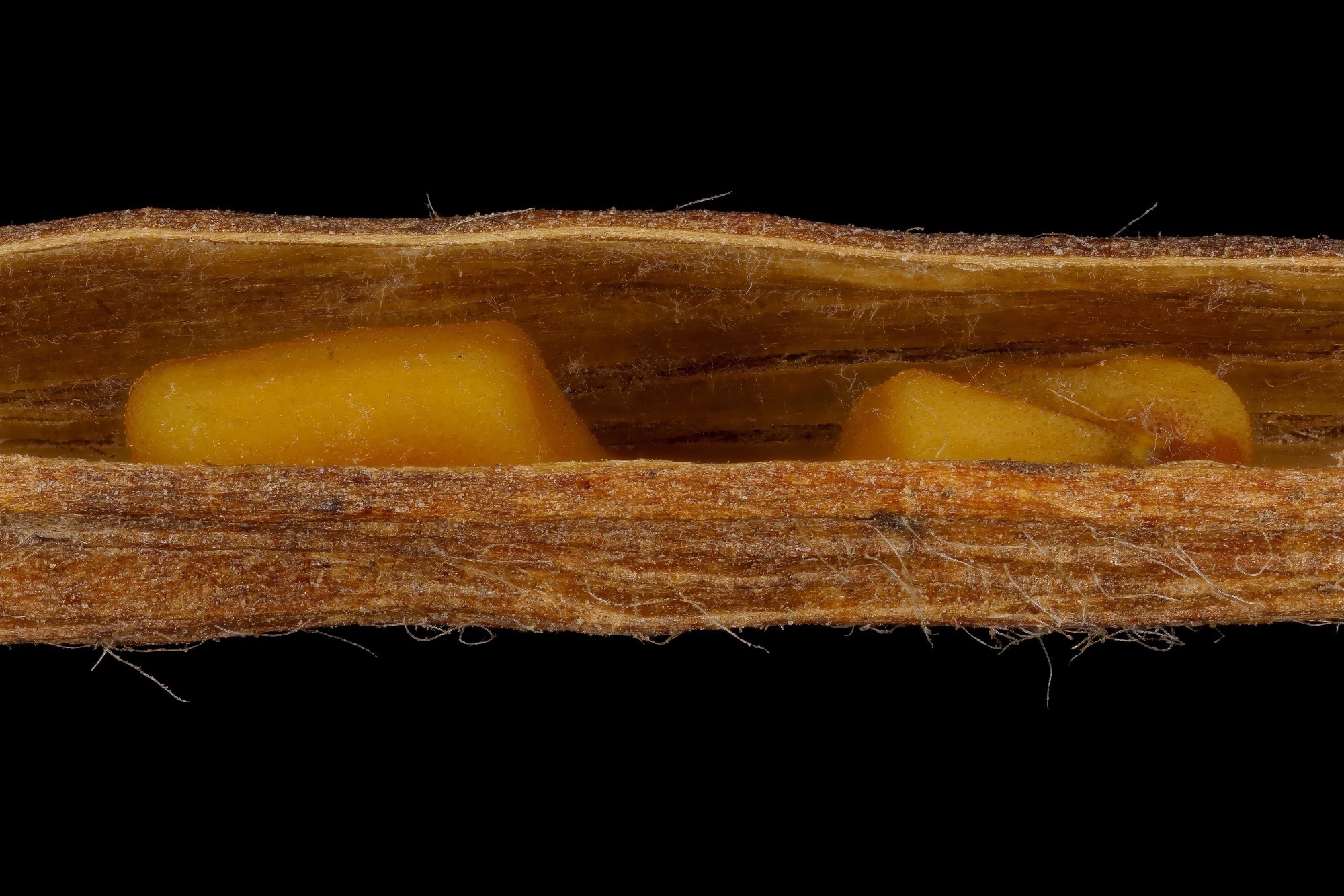 Fenugreek (Trigonella foenum-graecum) seed closeup. Study: Fenugreek seeds as a natural source of L-arginine-encapsulated lipid nanoparticles against diabetes. Image Credit: Valery Prokhozhy / Shutterstock