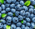 Processed blueberry bars provide polyphenols as effectively as raw fruit, research reveals