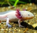 Blocking a single enzyme rewires limb regrowth in axolotls