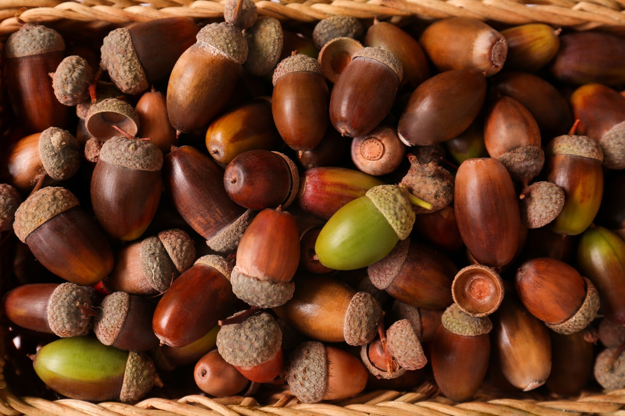 Many acorns in wicker basket, closeup view