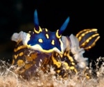 Nudibranchs (sea slugs) emerge as a promising source of cancer drugs