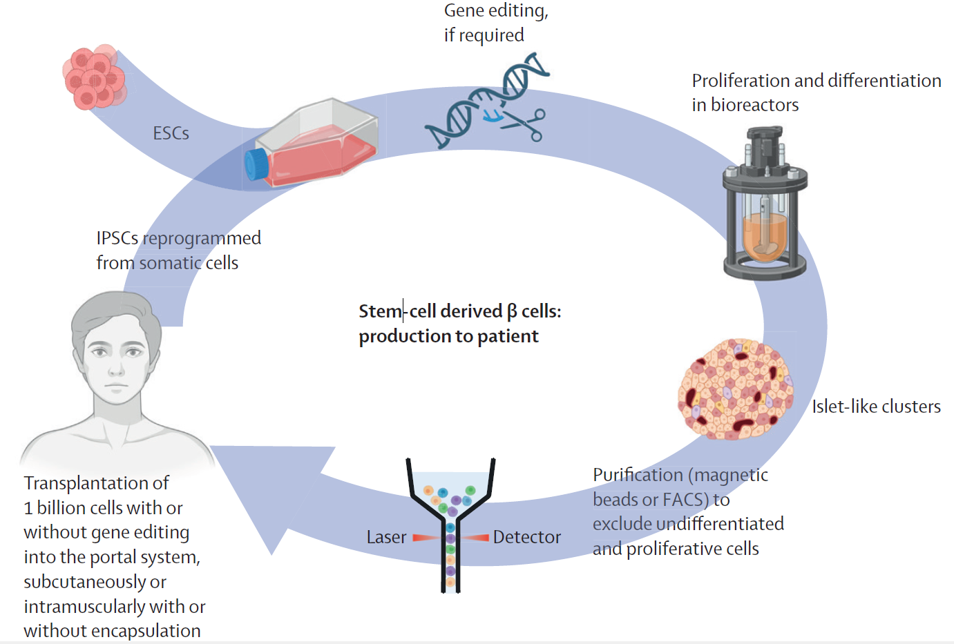 Production and transplantation of β cells derived from embryonic or induced pluripotent stem cells