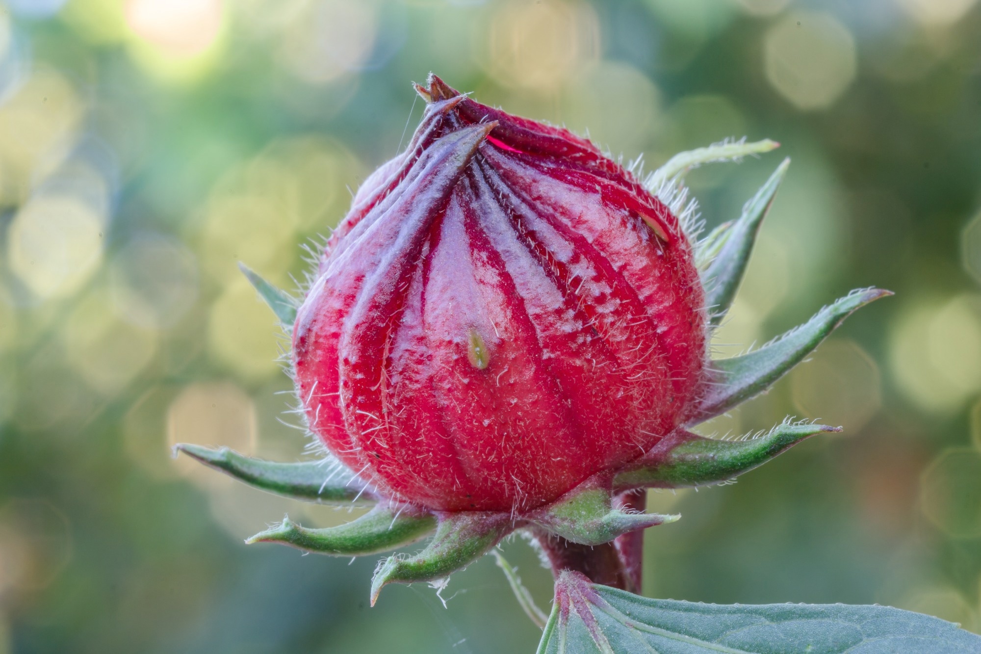 Applicability of Hibiscus sabdariffa L. Extract With Anti-Inflammatory Potential in Human Health: A Review. Image Credit: Background Photo / Shutterstock