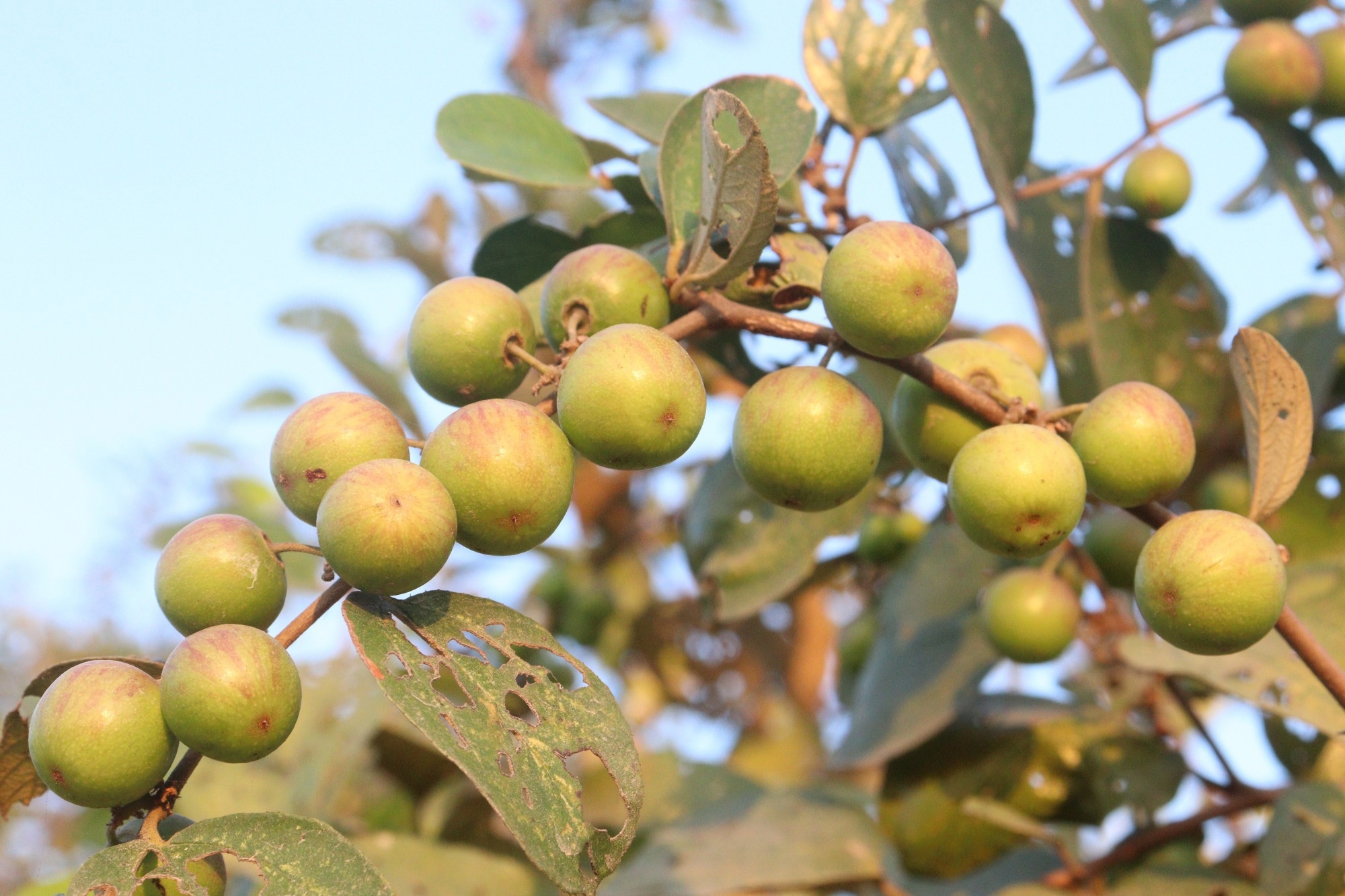 Study: Exploring the antimicrobial potential from various parts of Ziziphus mauritiana Lam.Image Credit: CMYK MAKER / Shutterstock