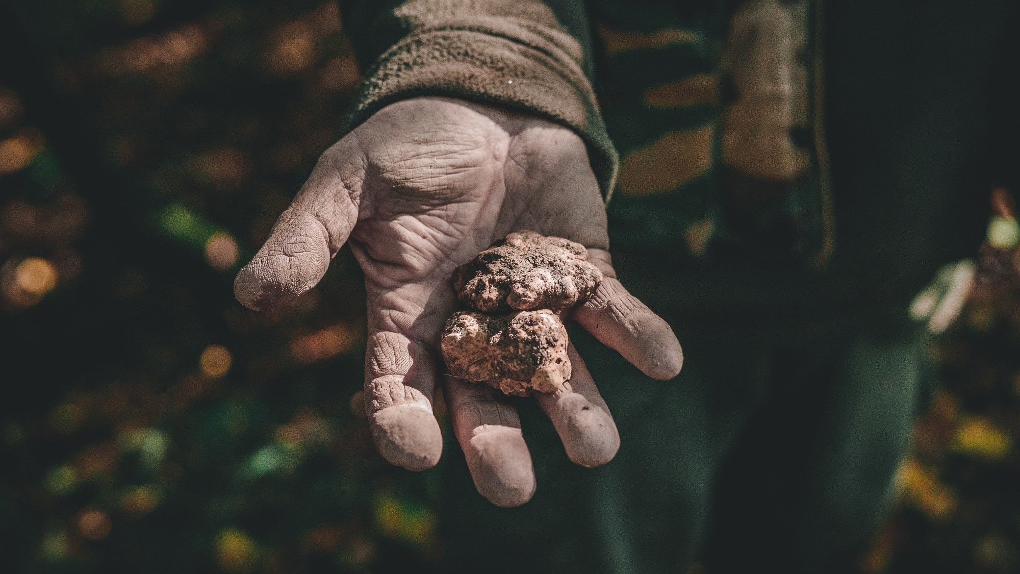 Bioactive Compounds and Antioxidant Potential of Truffles: A Comprehensive Review. Image Credit: kaicairone / Shutterstock