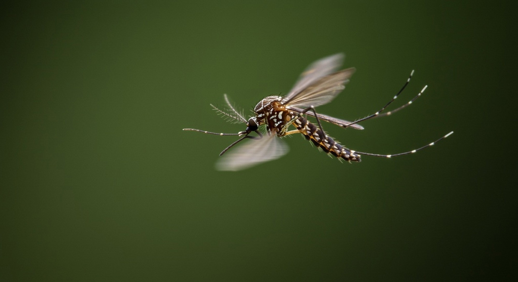 dengue mosquito flying