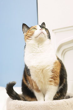 Andrew Saxon, M.D., and a team of researchers at University of California, Los Angeles (UCLA) have found that a molecule designed to block cat allergies can prevent allergic reactions in laboratory mice and was also successful when tested on human cells in a test tube.