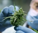 Breakthrough in cannabidiol formulation improves treatment for epilepsy and MS