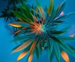 Cannabis and psychedelics rated most effective for symptom relief by eating disorder patients
