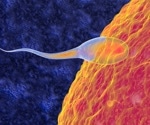 Discovery opens door to new diagnostics and therapeutic strategies for male infertility