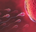 Study uncovers key protein complex controlling sperm motility and male fertility
