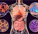 Gut bacteria produce immune-boosting compounds in response to tetracyclines