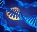 Researchers uncover how a key transcription factor reads DNA in human cells